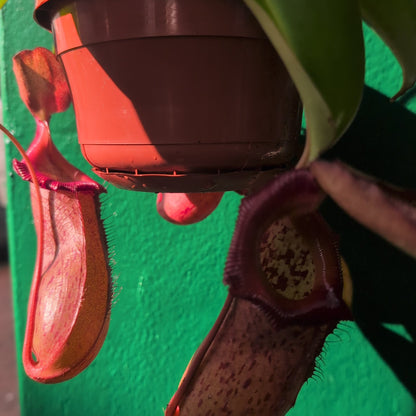 Nepenthes (Monkey Cups)