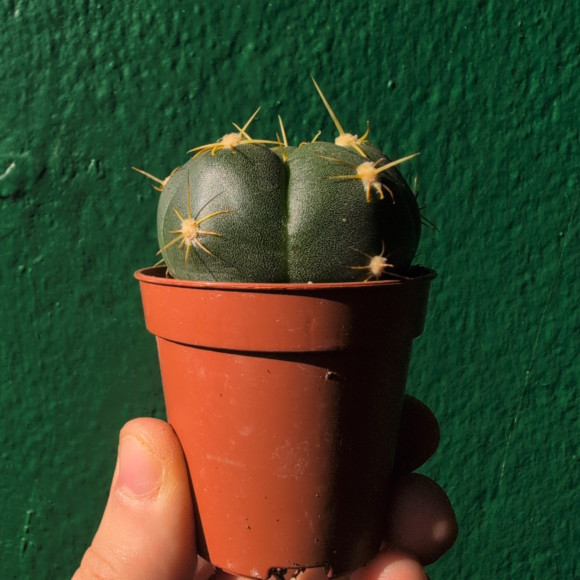 Gymnocalycium horstii (Spider Cactus)