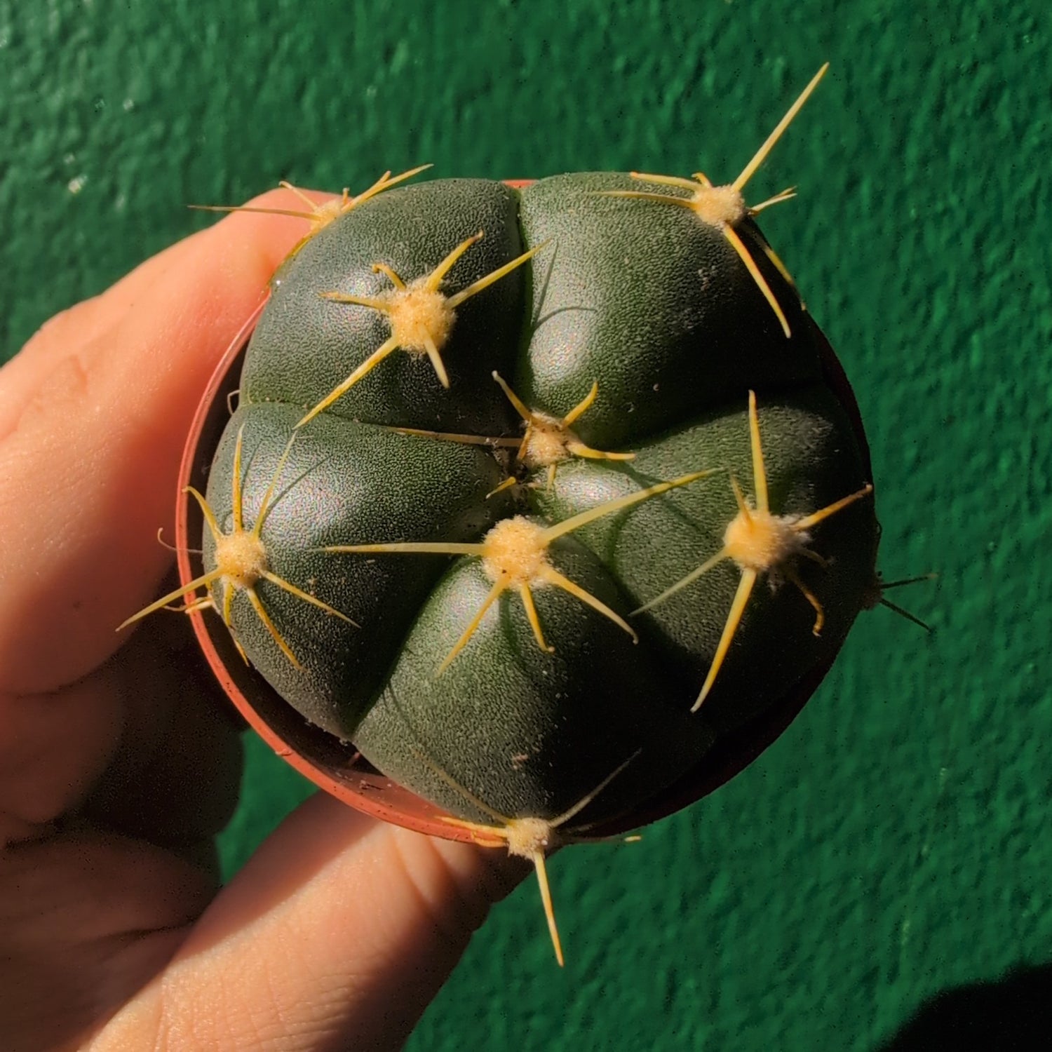 Gymnocalycium horstii (Spider Cactus)