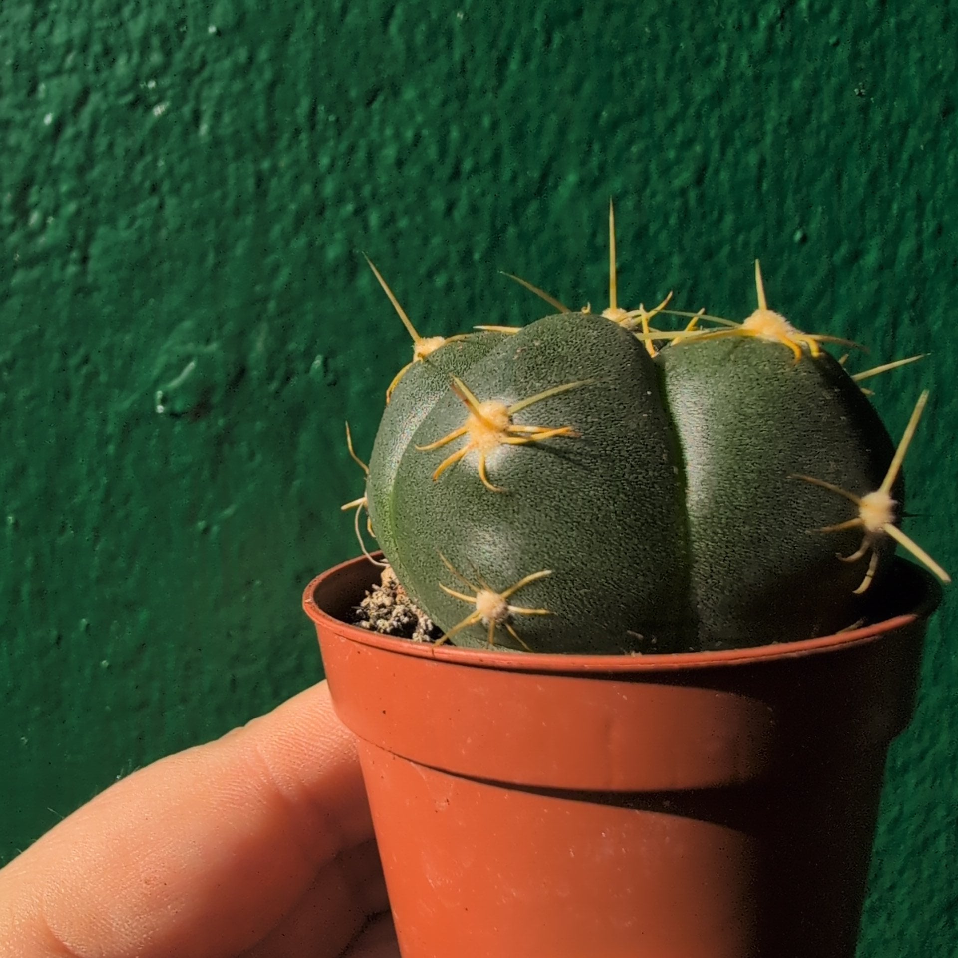 Gymnocalycium horstii (Spider Cactus)