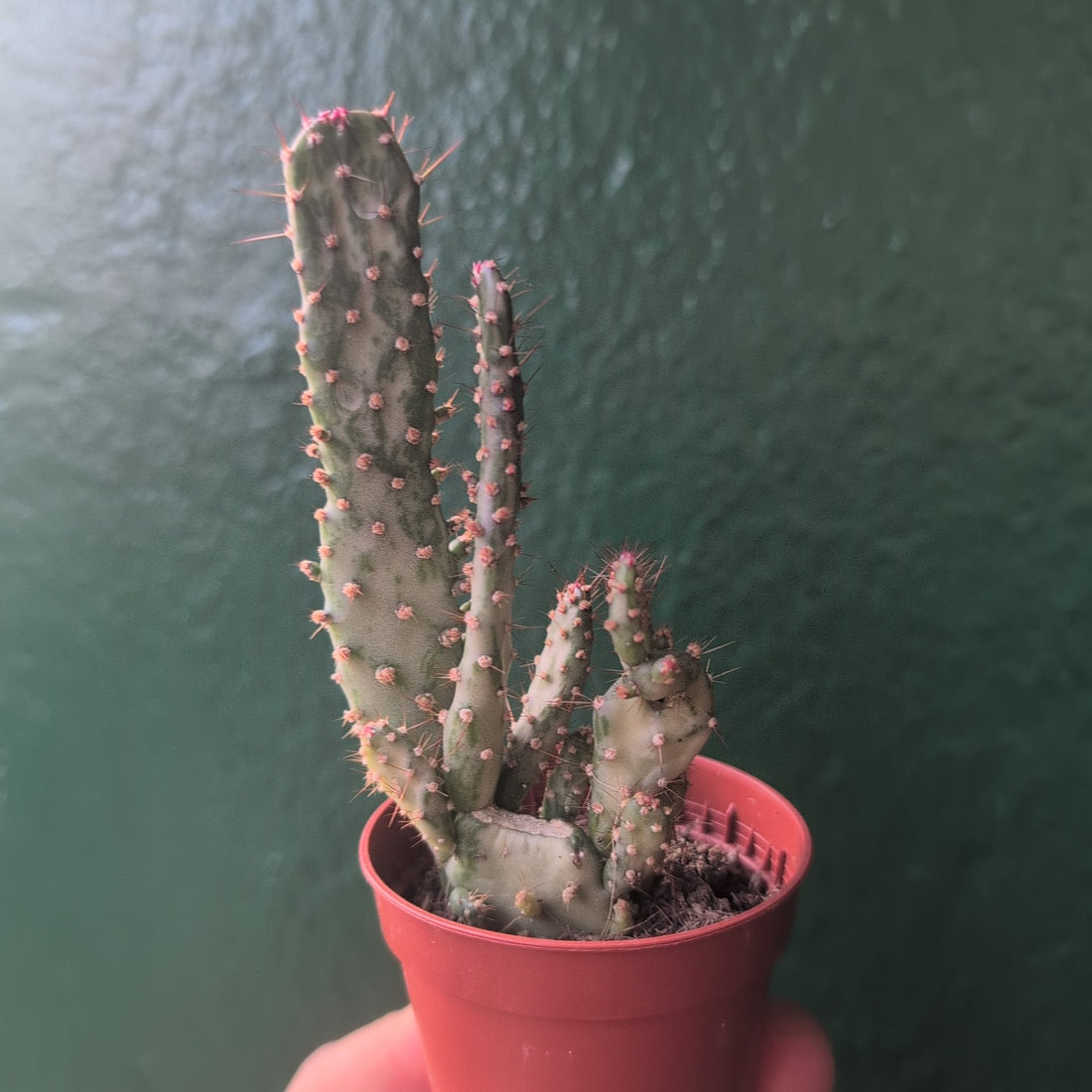 Opuntia monacantha (Drooping prickly pear catus)