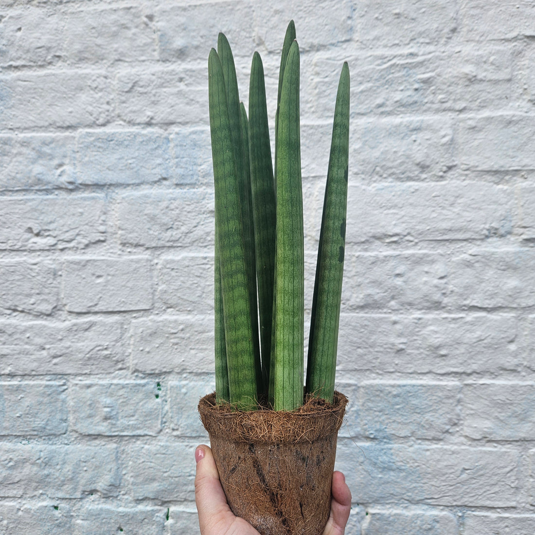 Sansevieria bacularis &