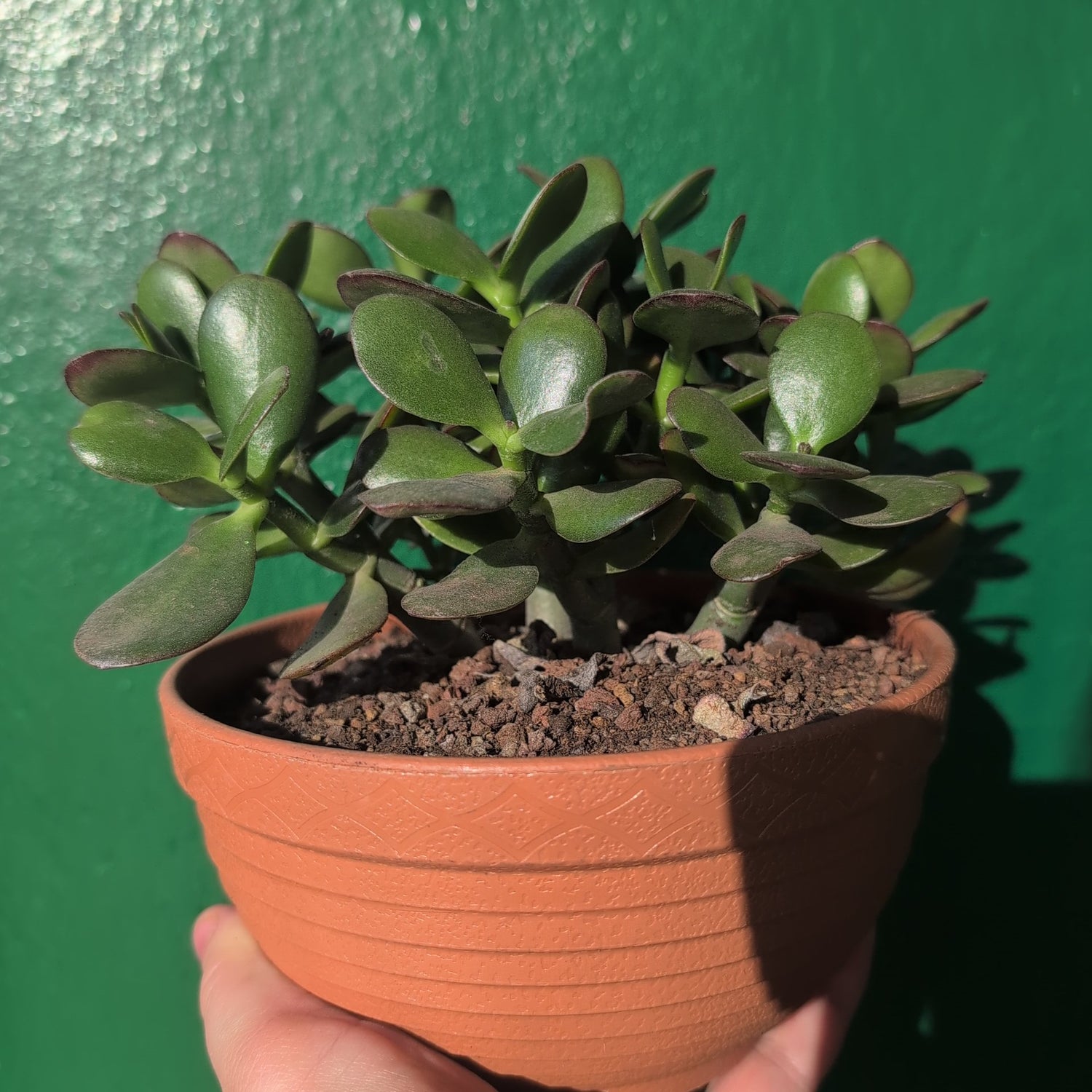 Crassula ovata &