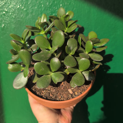 Crassula ovata &