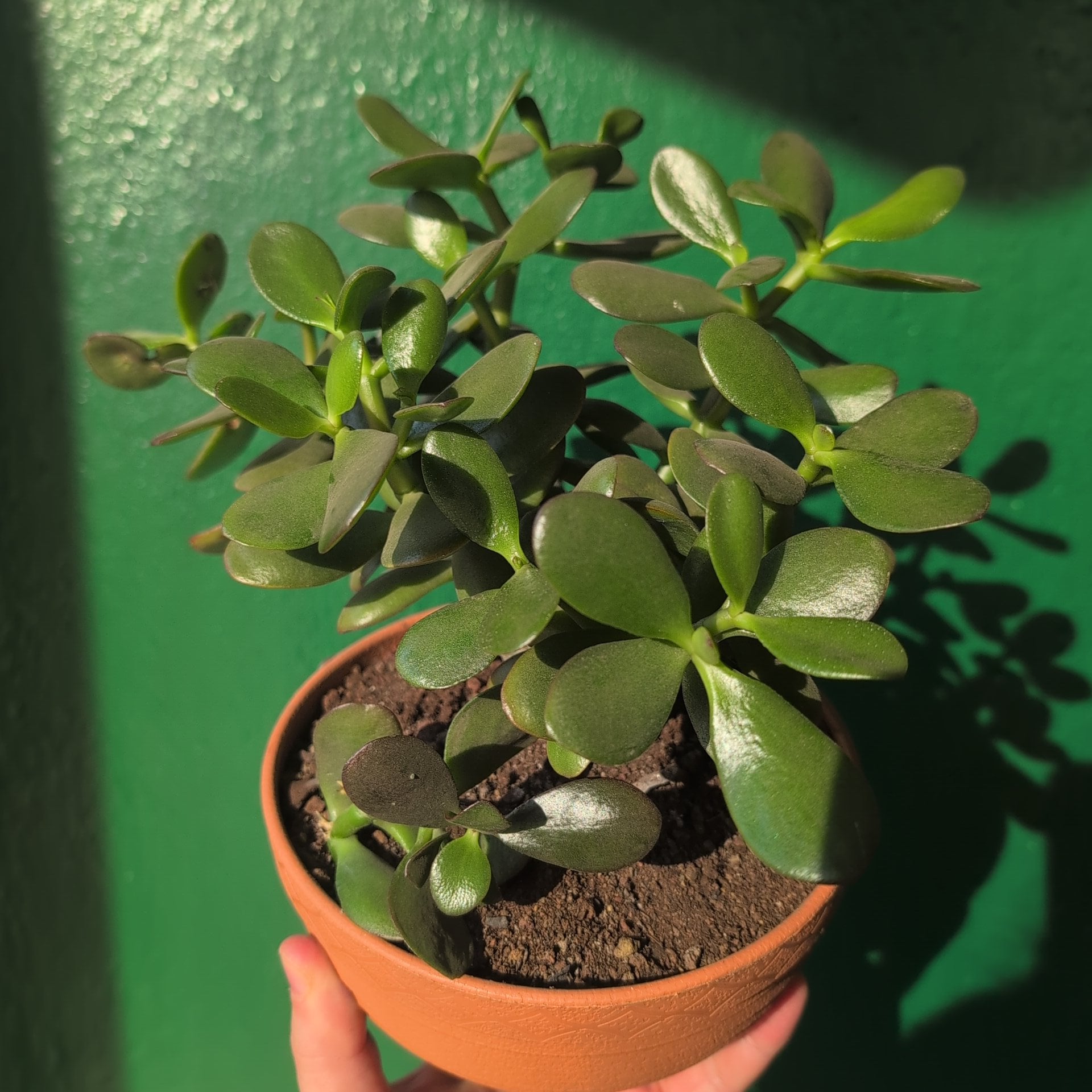 Crassula ovata (Jade plant)