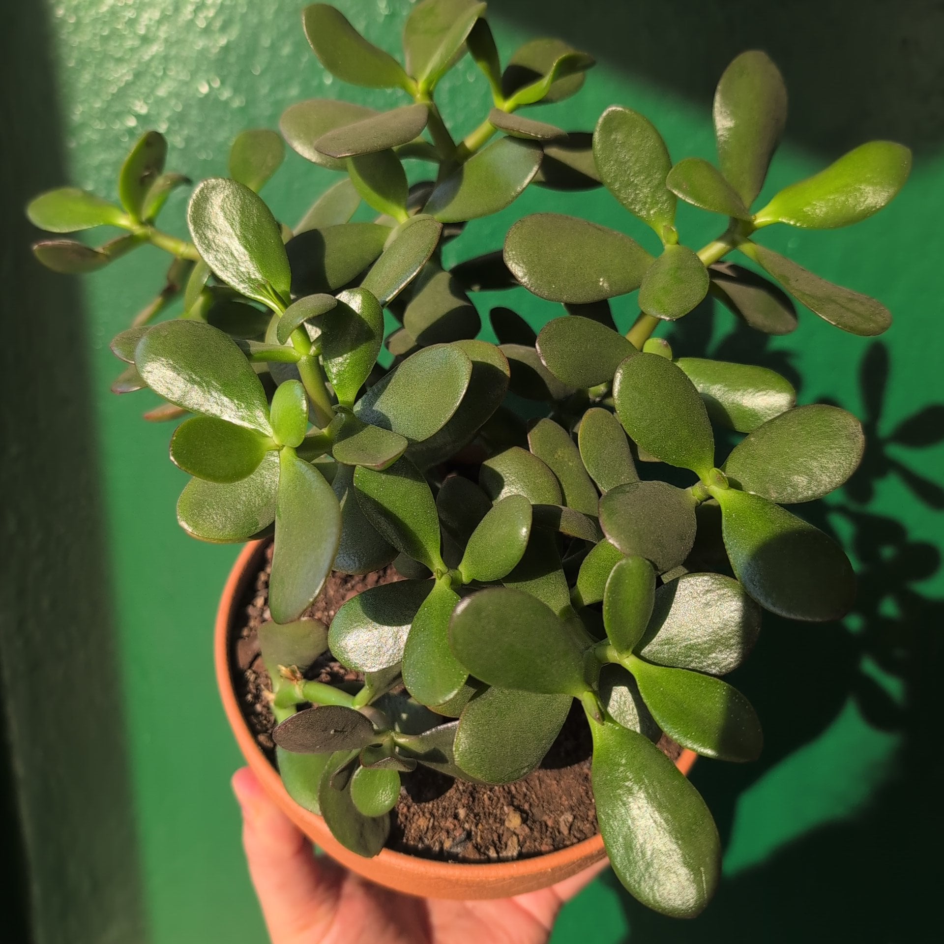 Crassula ovata (Jade plant)