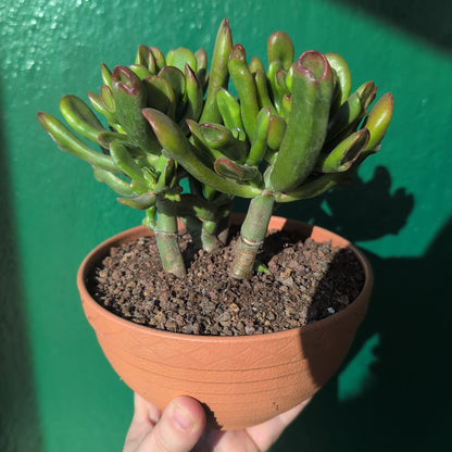 Crassula ovata &