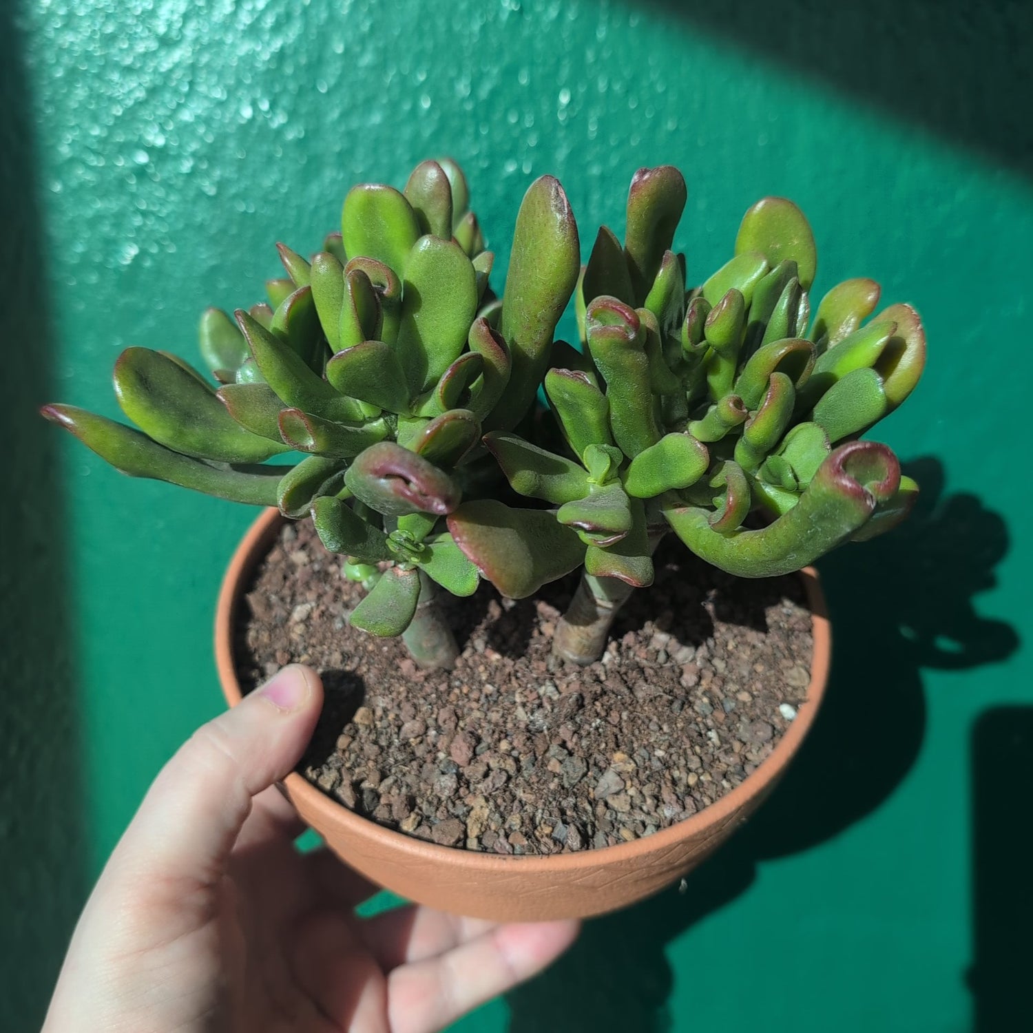 Crassula ovata &