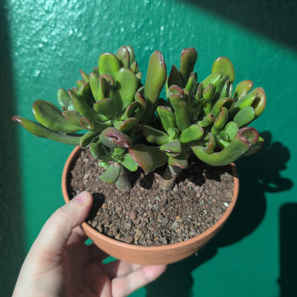 Crassula ovata &