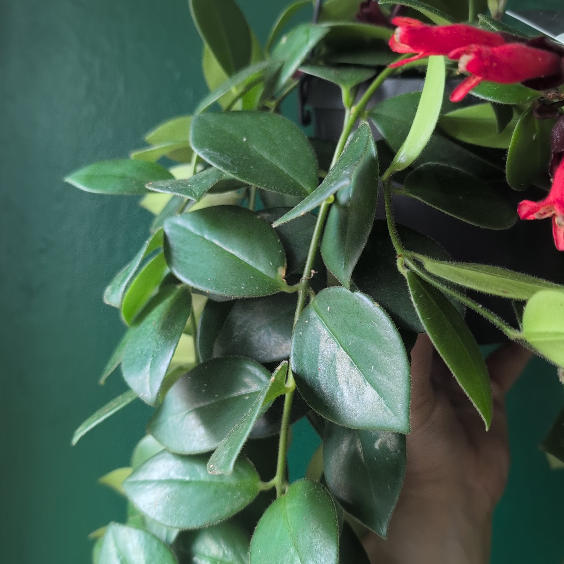 Aeschynanthus &