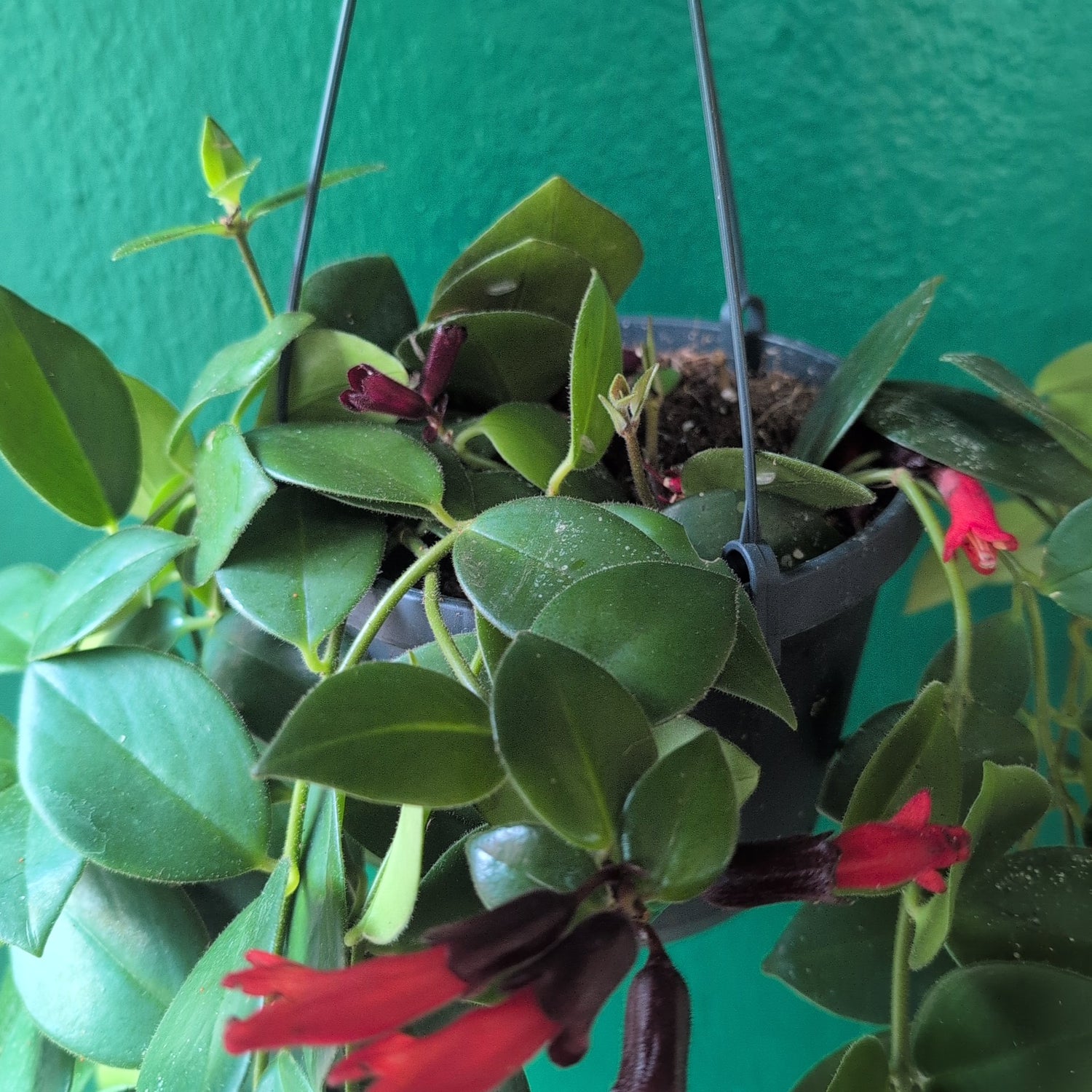 Aeschynanthus &