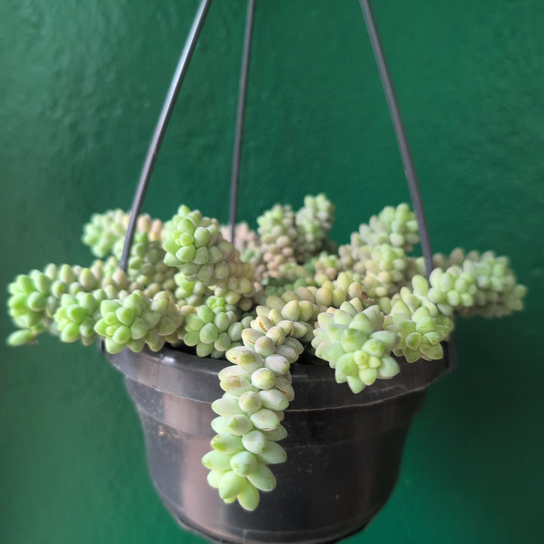 Sedum morganianum &