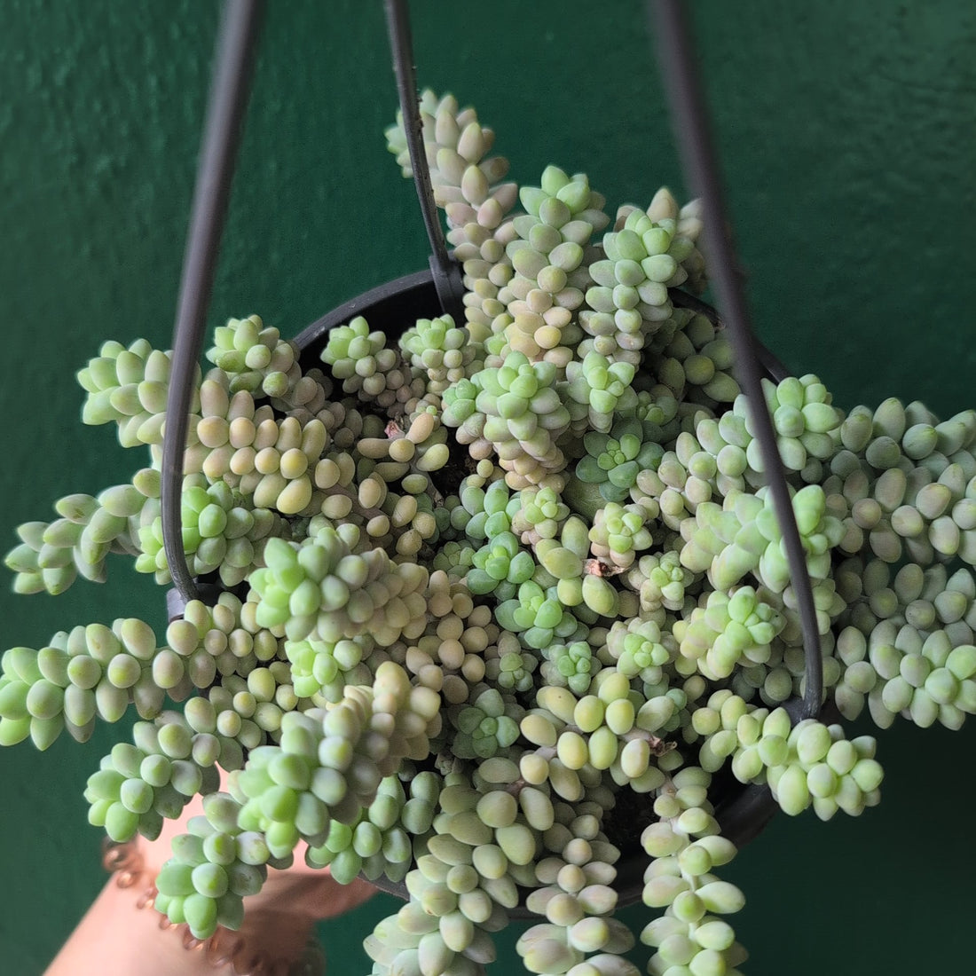 Sedum morganianum &