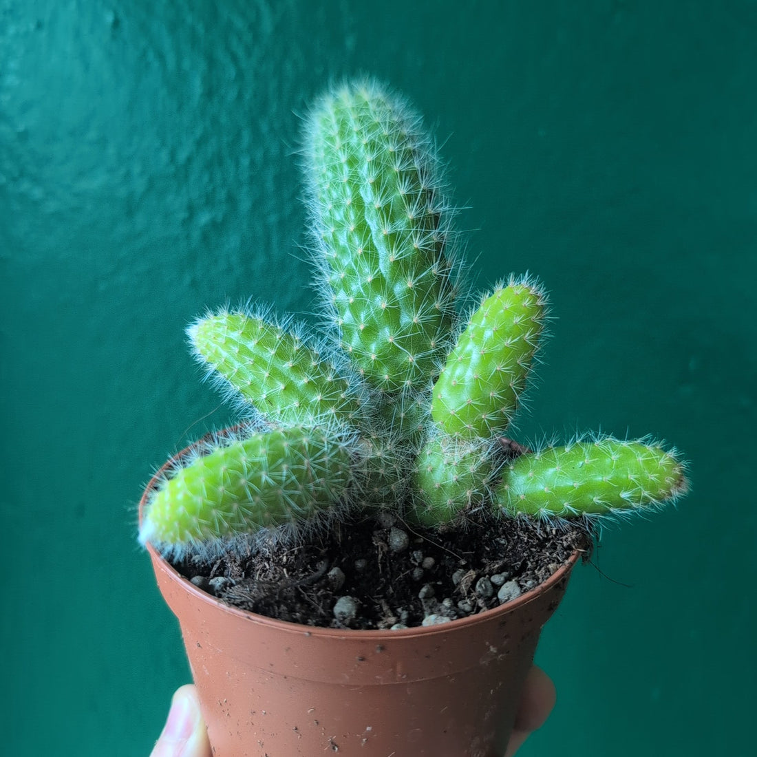 Cleistocactus colademononis (Monkey Tail Cactus)