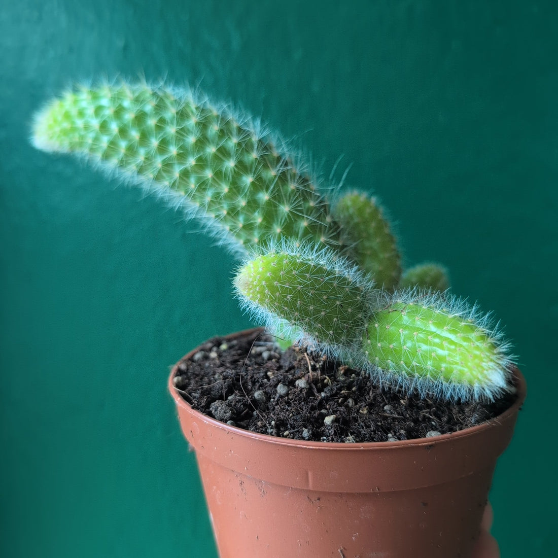 Cleistocactus colademononis (Monkey Tail Cactus)