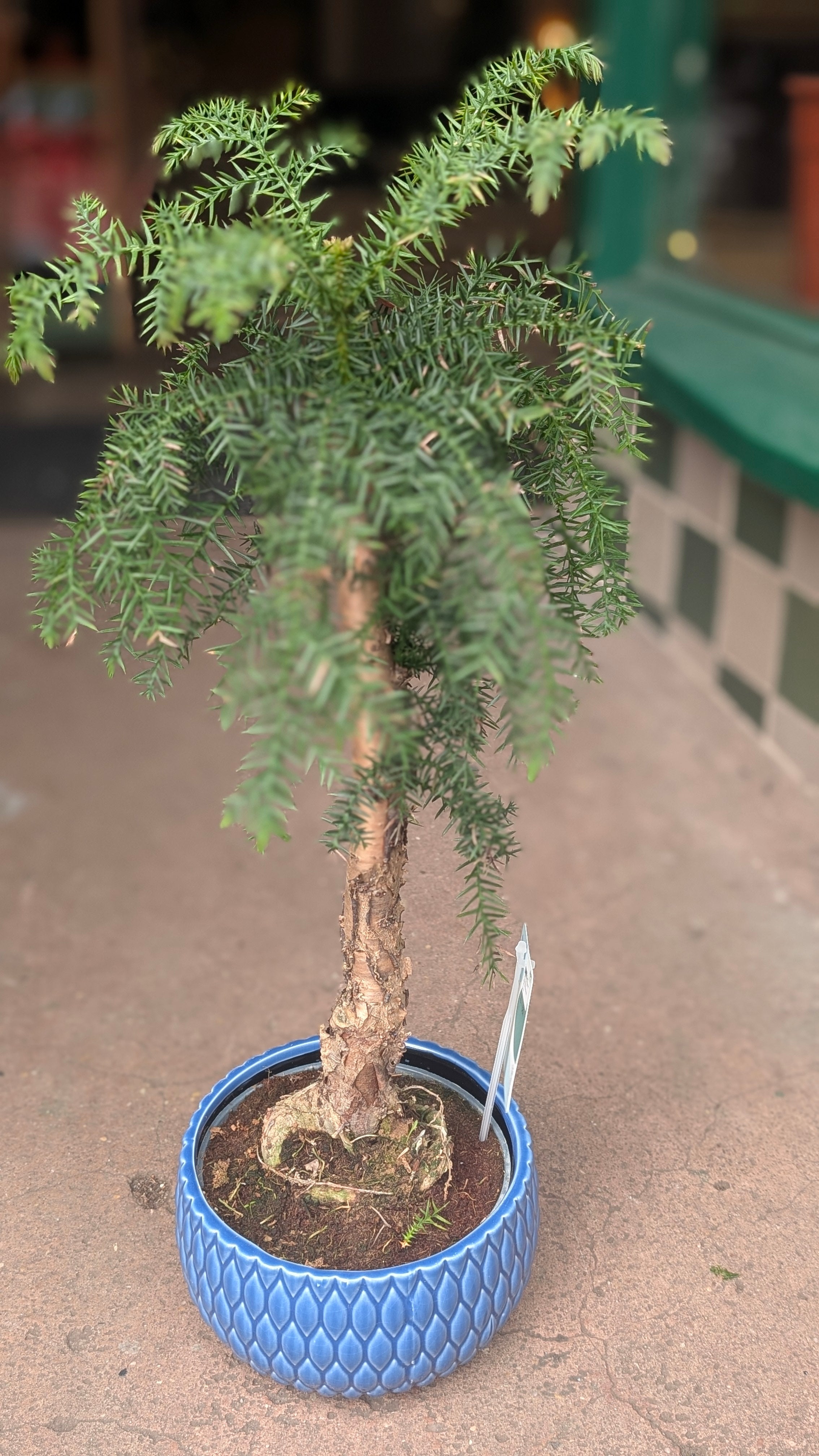 Araucaria heterophylla (Norfolk Island pine)