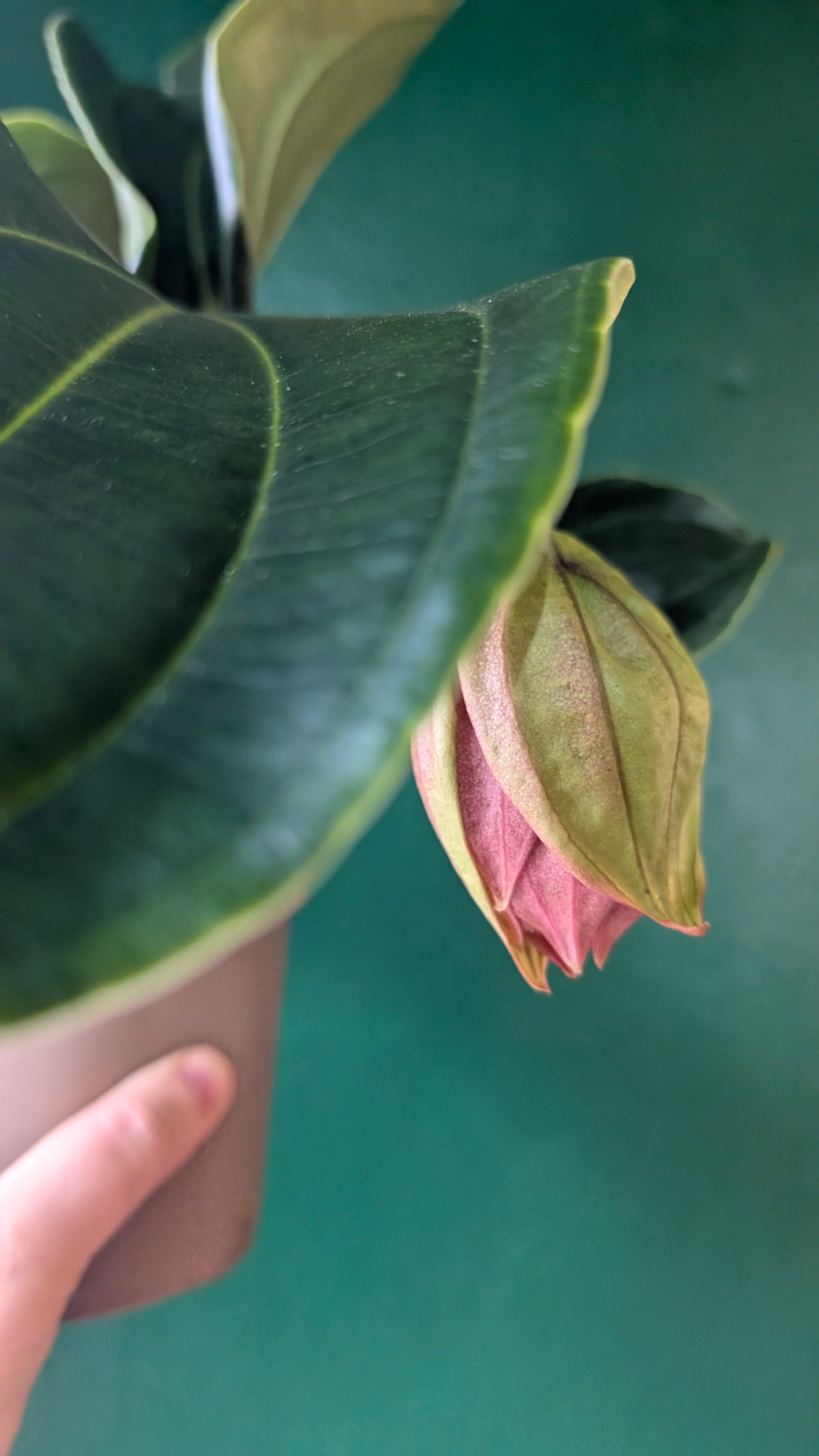 Medinilla magnifica &