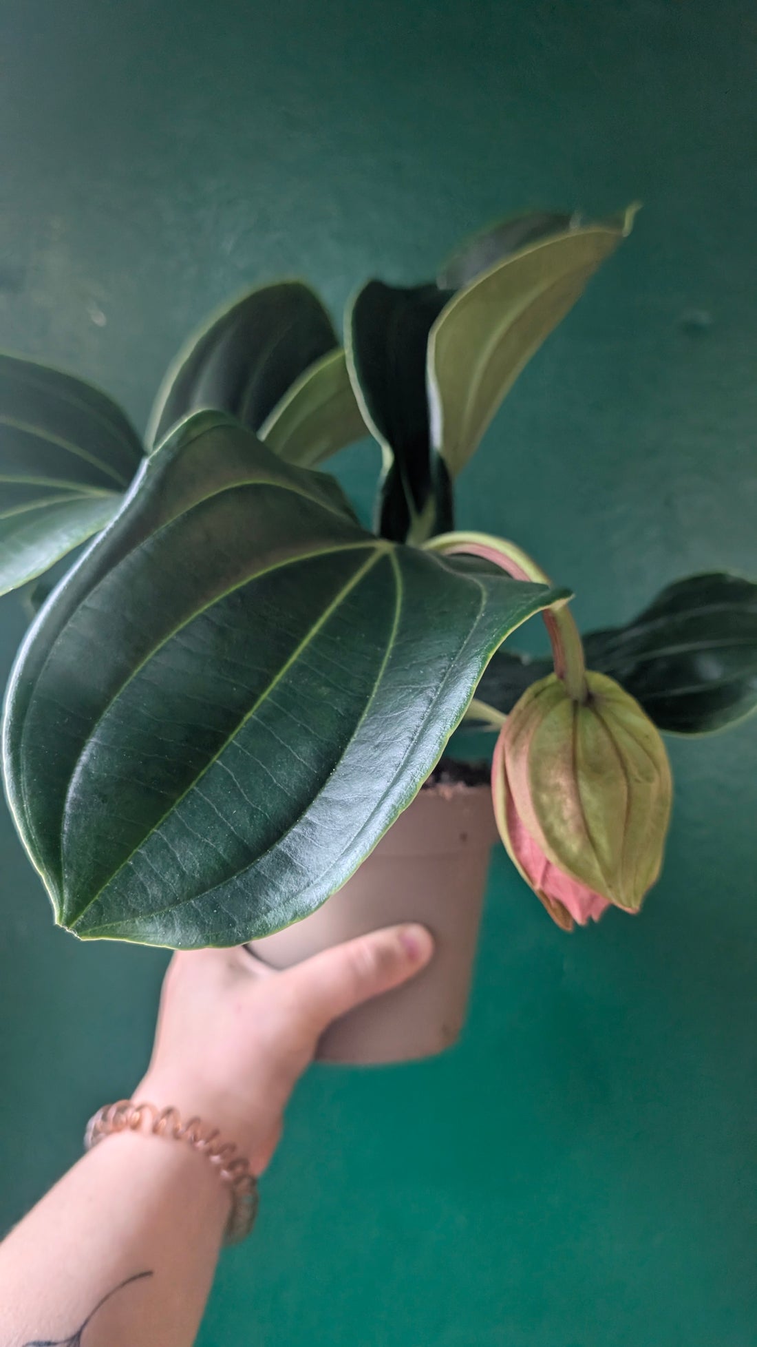 Medinilla magnifica &