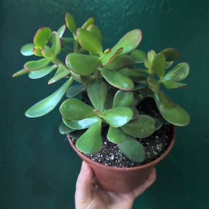 Crassula ovata &