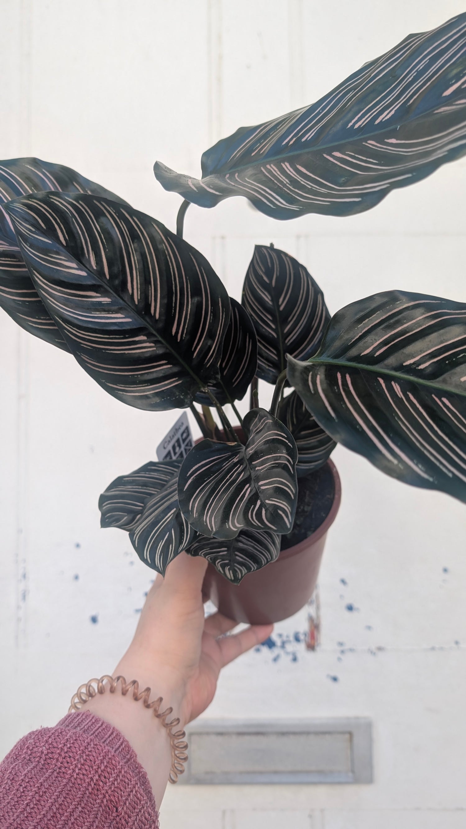 Calathea ornata &