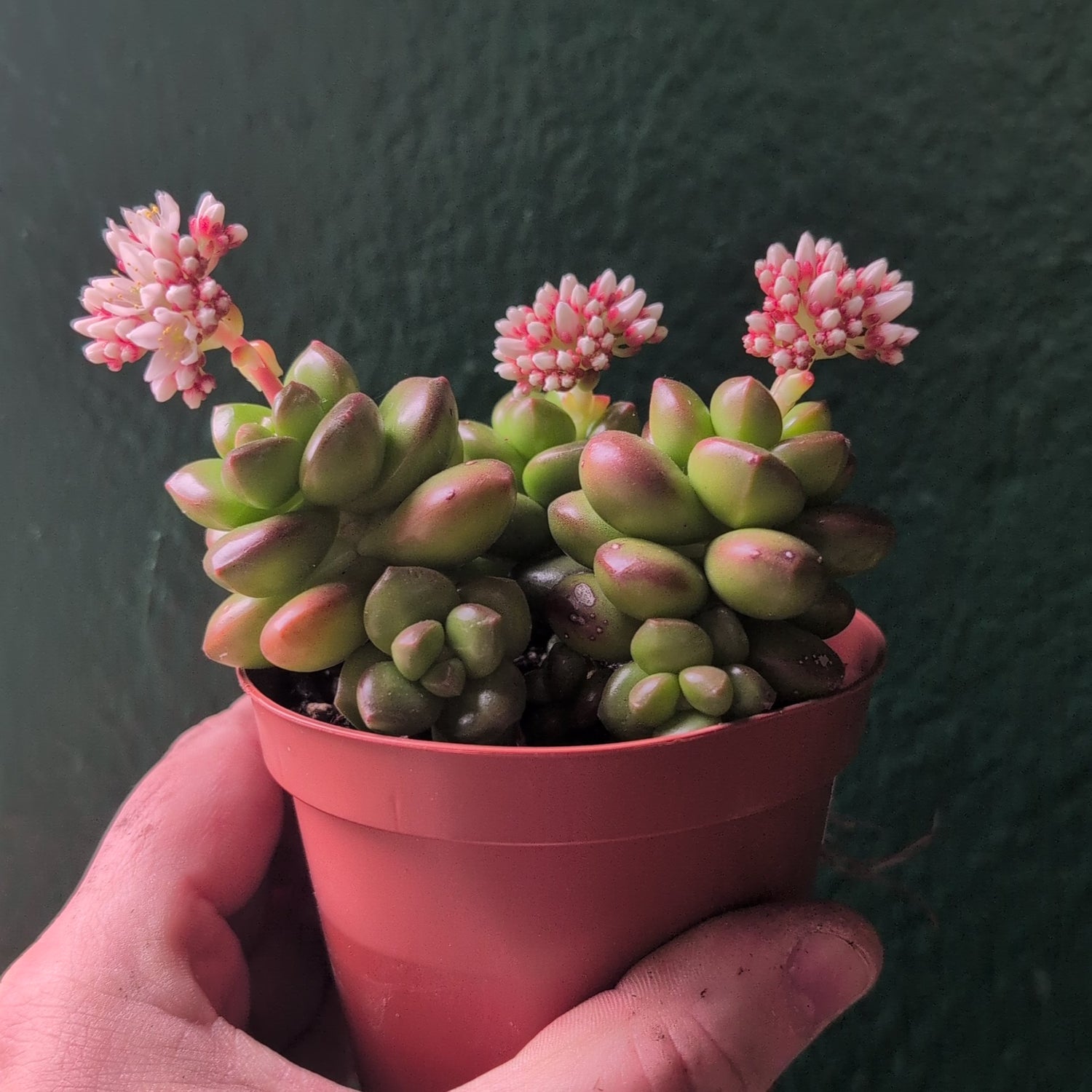 Sedum lucidum &