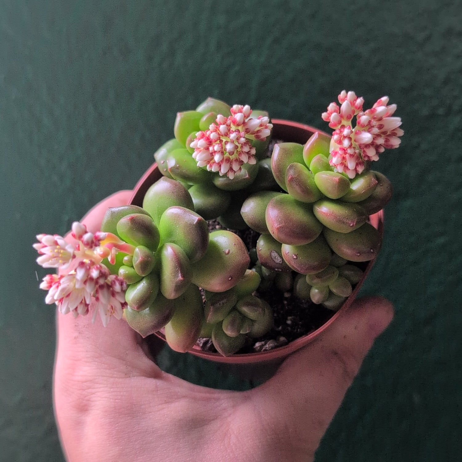 Sedum lucidum &