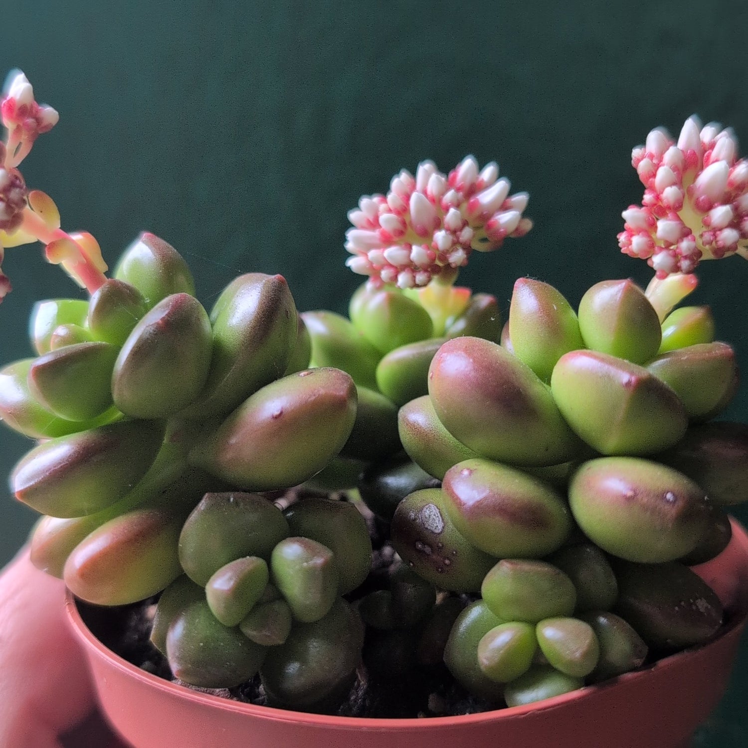 Sedum lucidum &