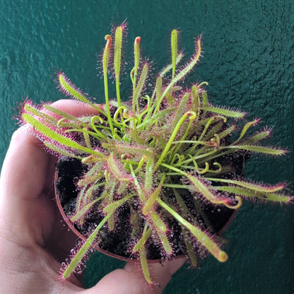 Drosera capensis (Cape Sundew)