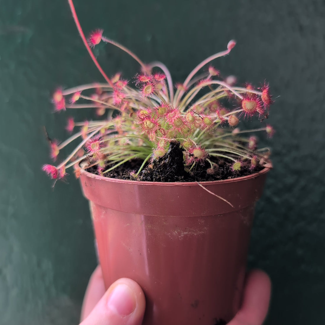 Drosera paradoxa (Wooly Sundew)