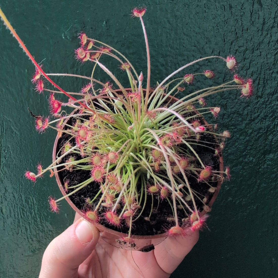 Drosera paradoxa (Wooly Sundew)
