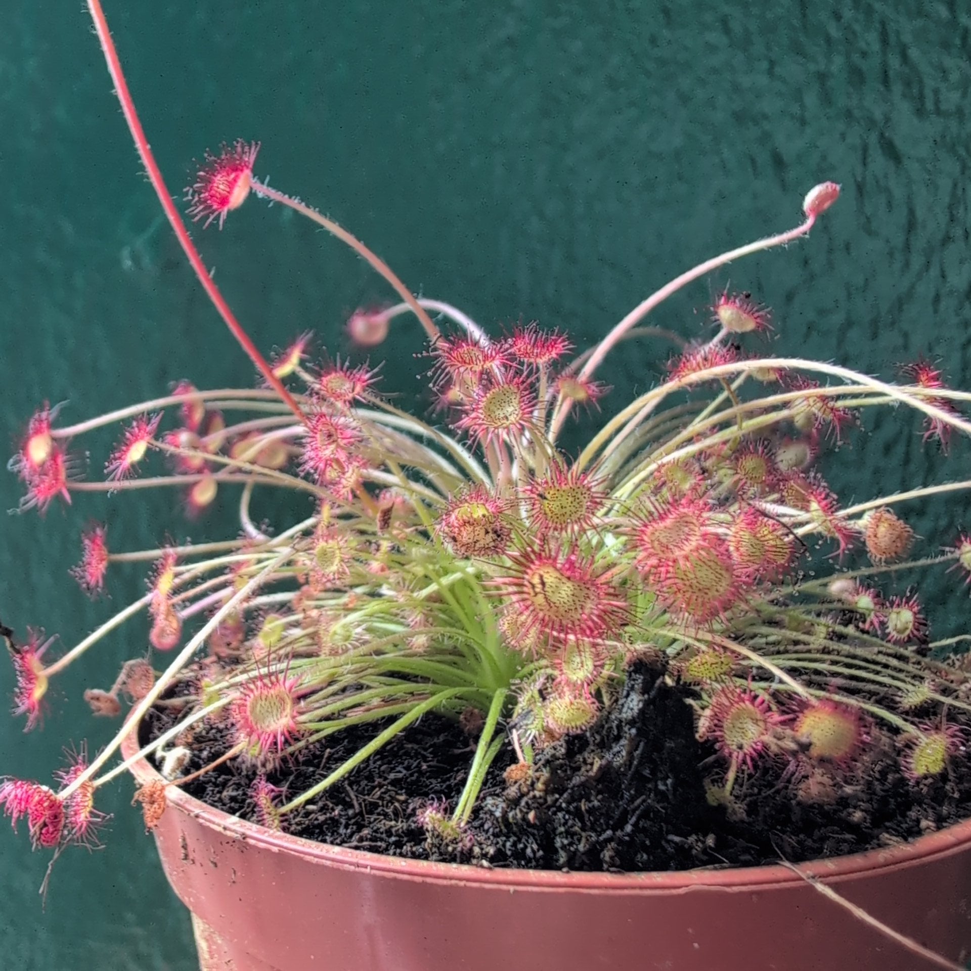 Drosera paradoxa (Wooly Sundew)