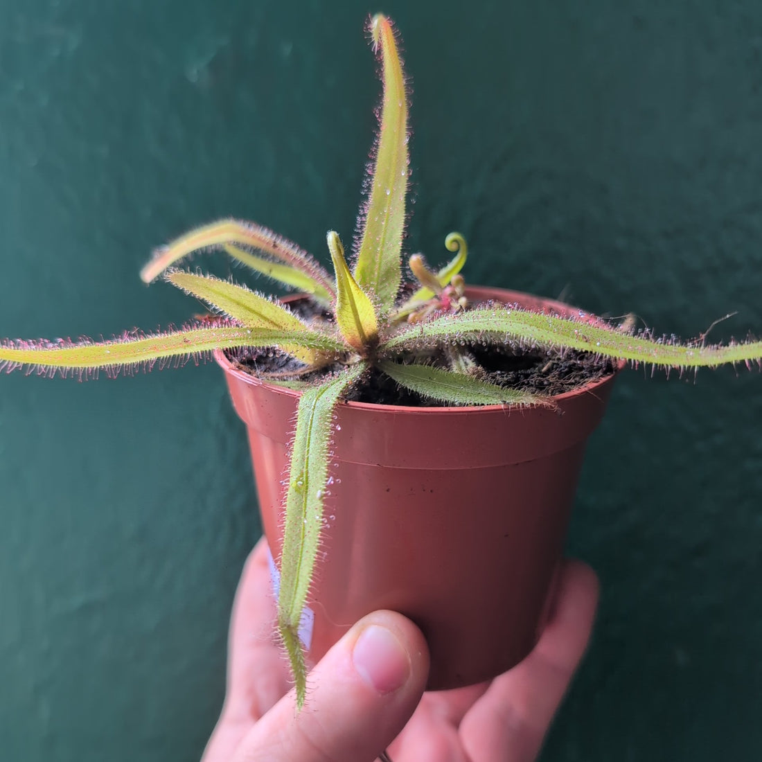 Drosera adelae (Lance-leaf Sundew)