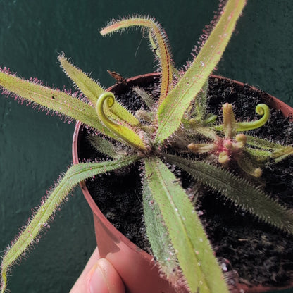 Drosera adelae (Lance-leaf Sundew)