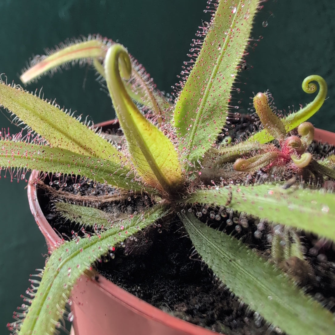 Drosera adelae (Lance-leaf Sundew)