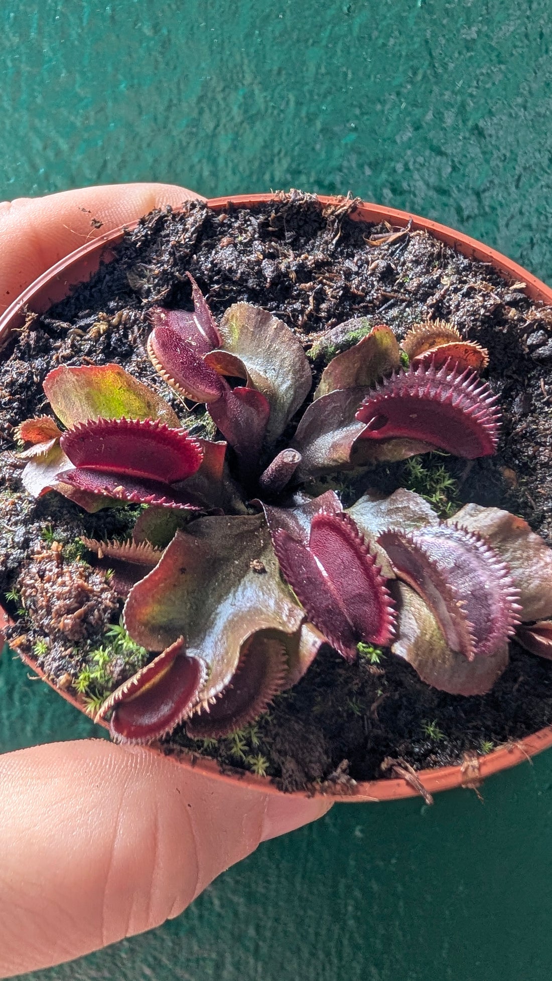 Dionaea muscipula &
