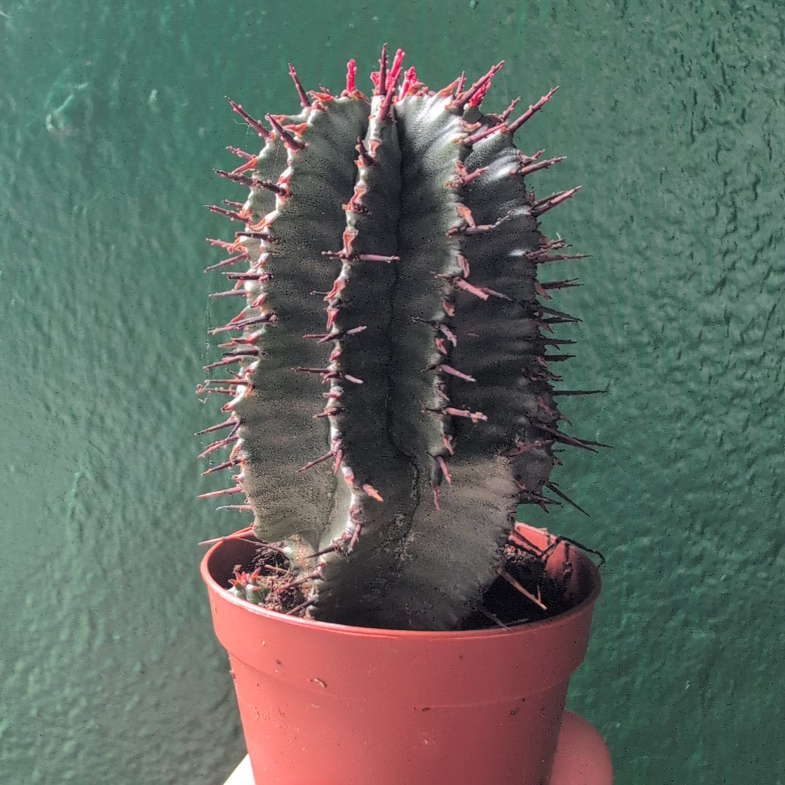 Euphorbia horrida (African Milk Barrel)