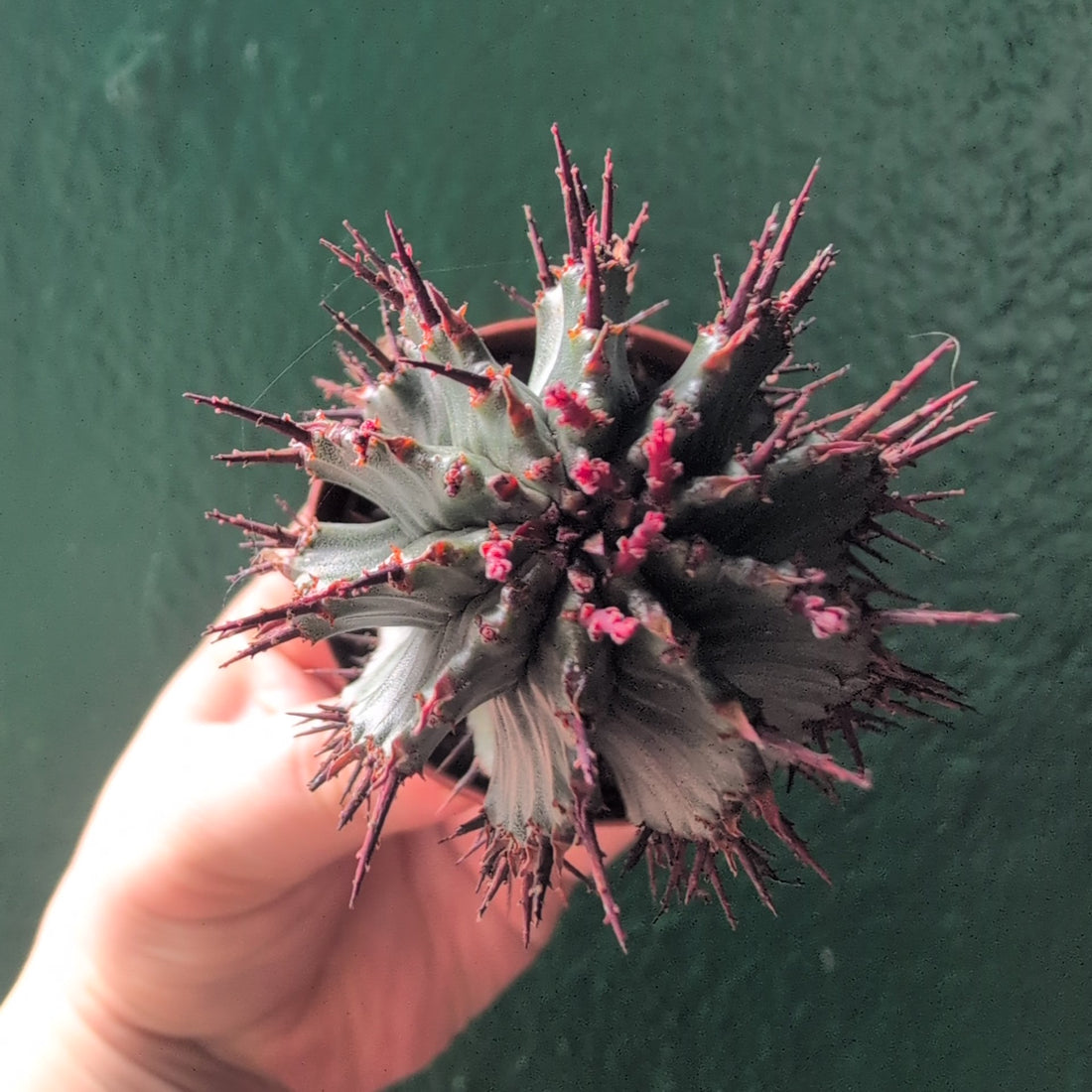 Euphorbia horrida (African Milk Barrel)