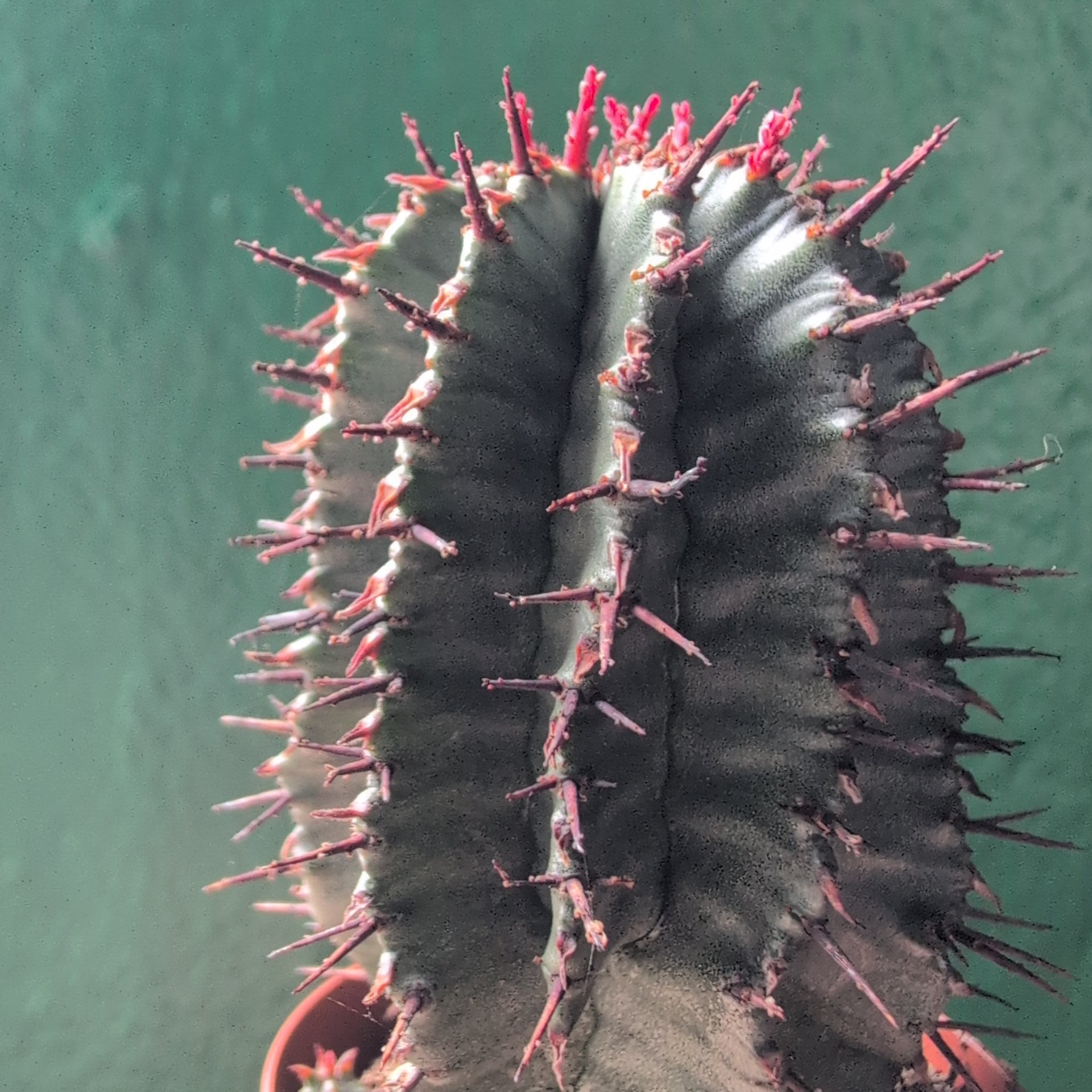 Euphorbia horrida (African Milk Barrel)