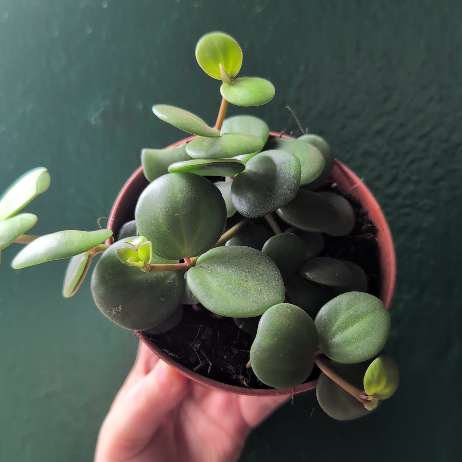 Peperomia tetraphylla &