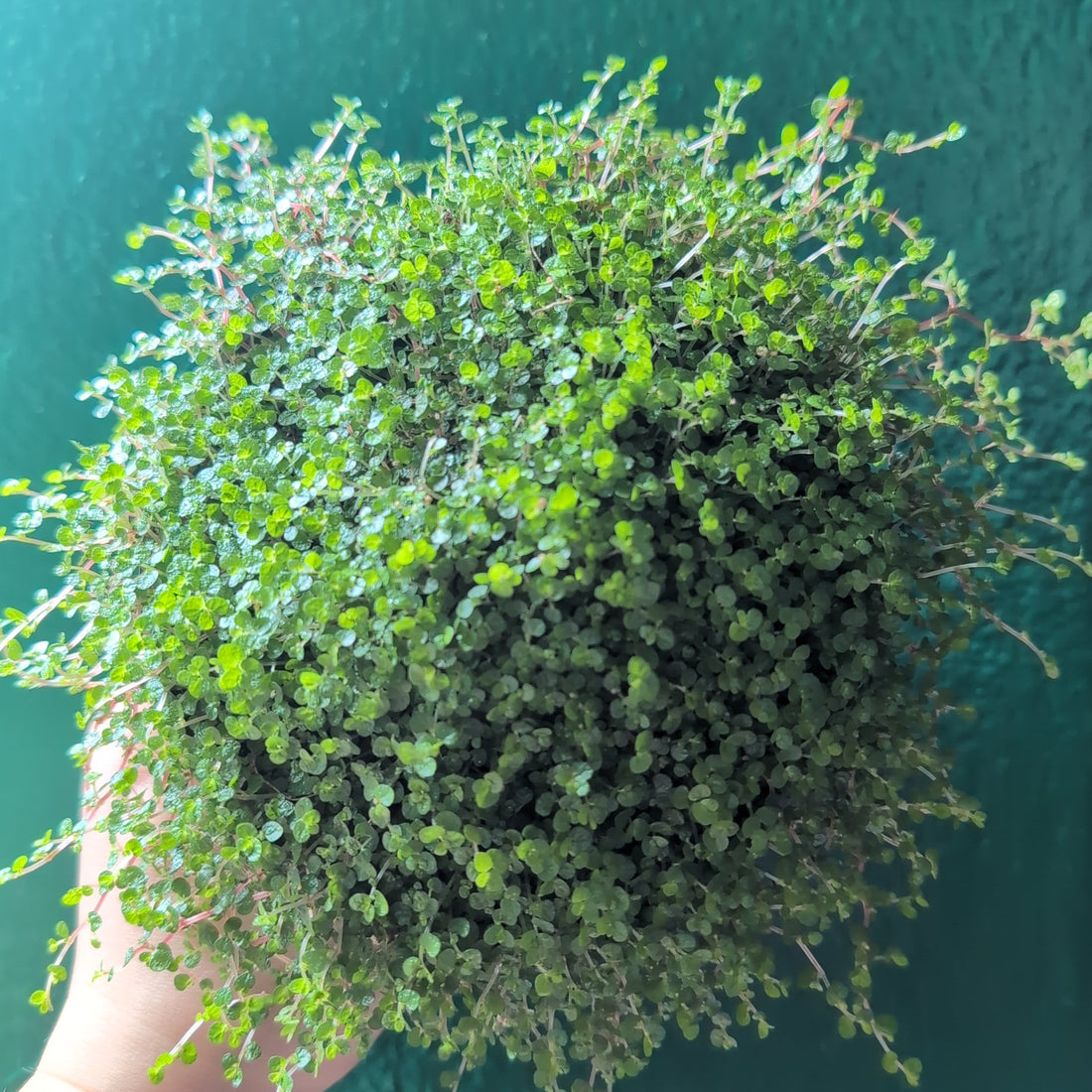 Soleirolia soleirolii (Mind Your Own Business)