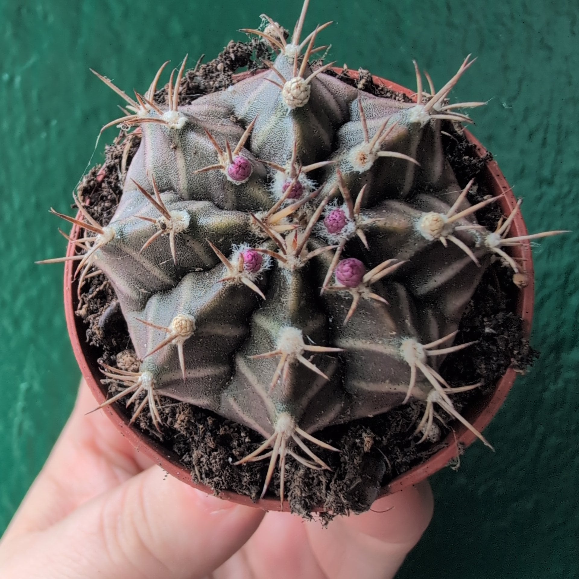 Gymnocalycium mihanovichii (Moon Cactus)