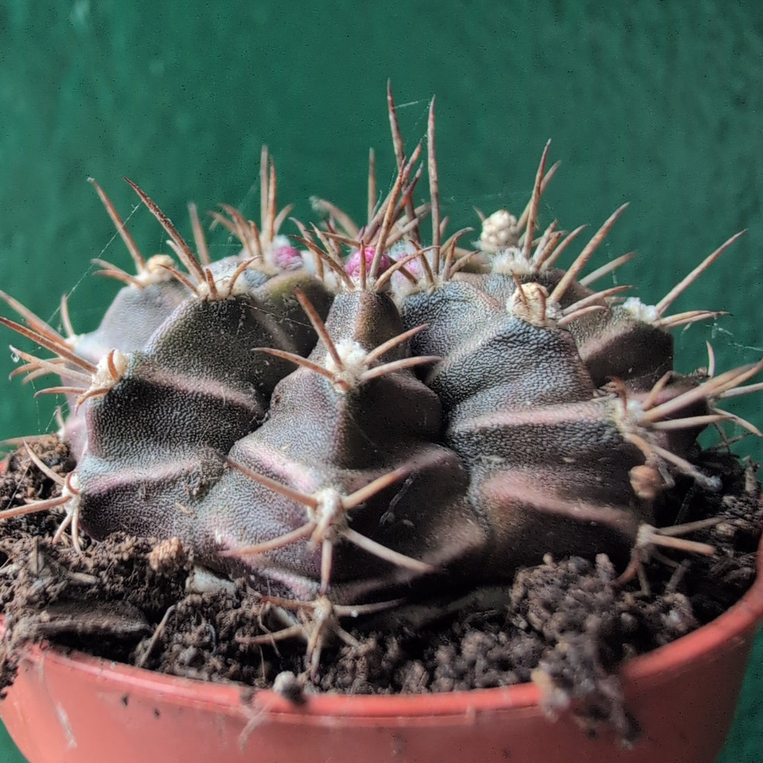 Gymnocalycium mihanovichii (Moon Cactus)