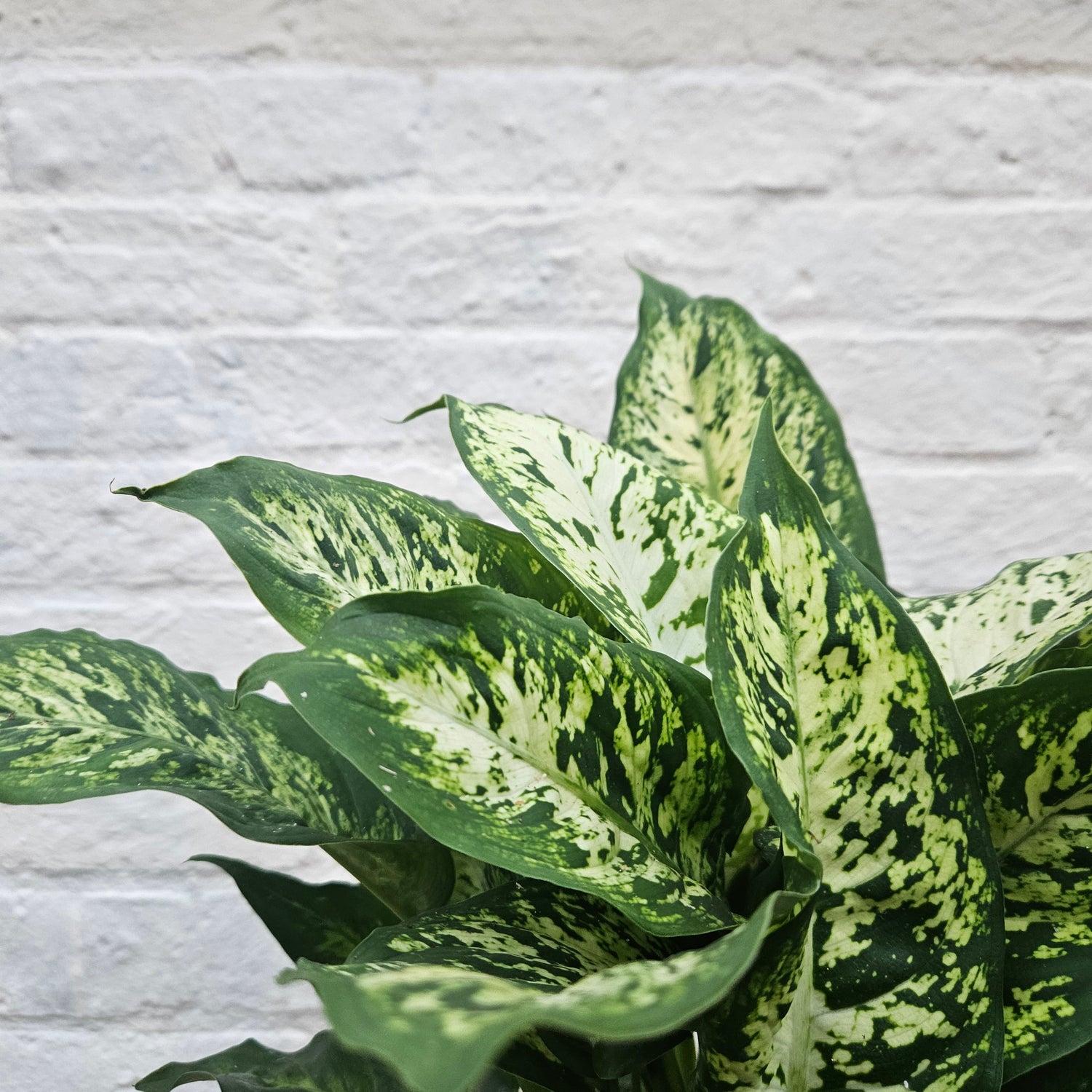 Dieffenbachia &