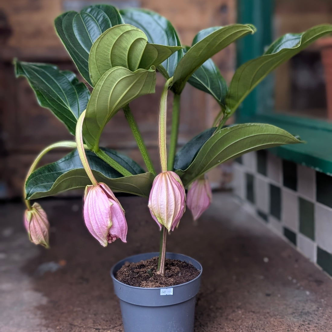 Medinilla magnifica &