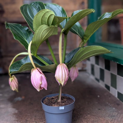 Medinilla magnifica &