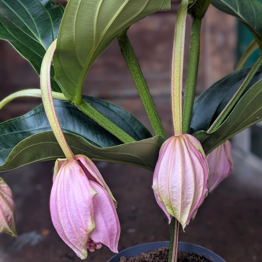 Medinilla magnifica &