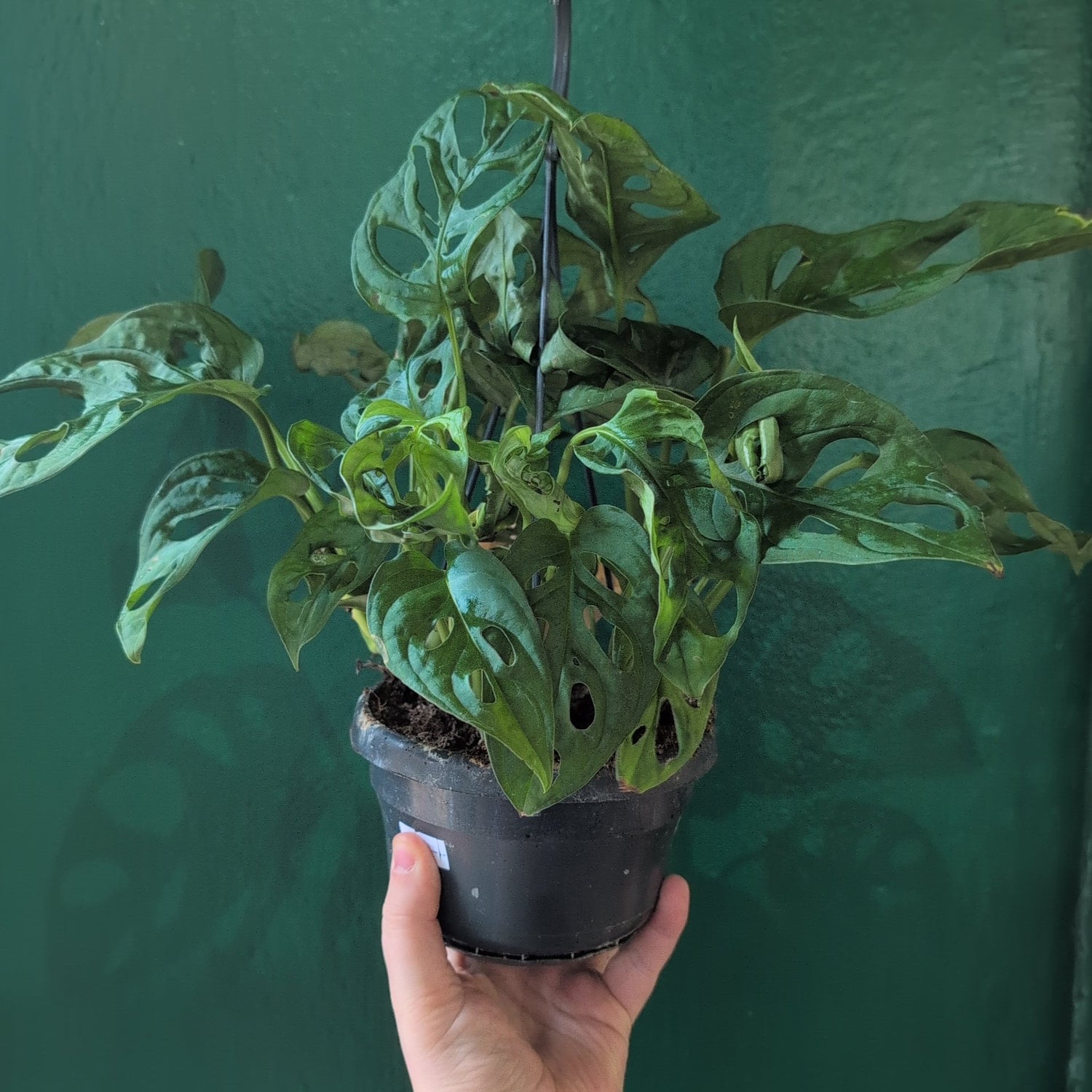 Monstera adansonii &