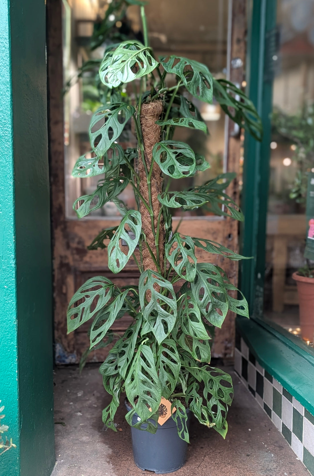 Monstera adansonii &