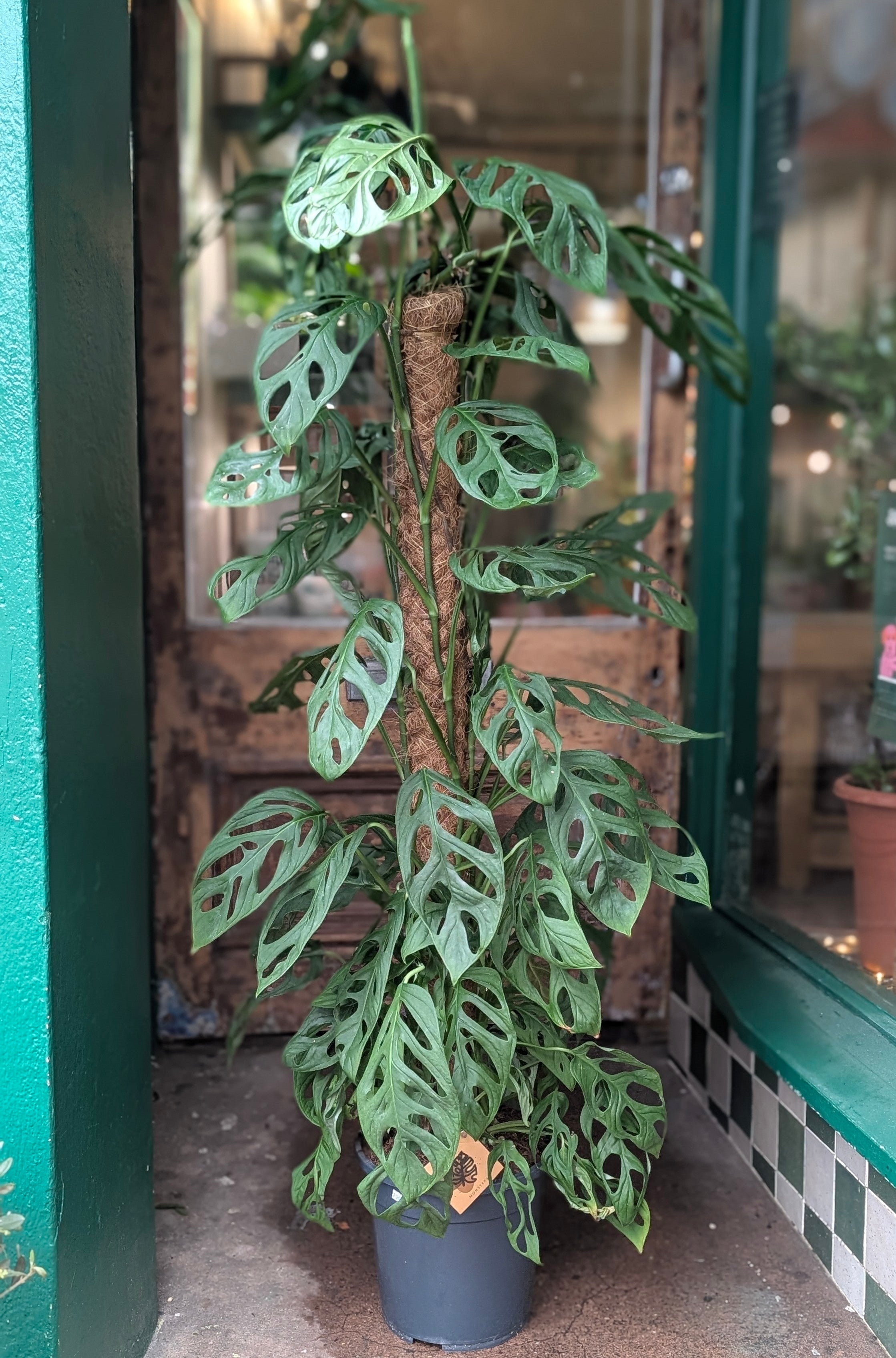 Monstera adansonii &