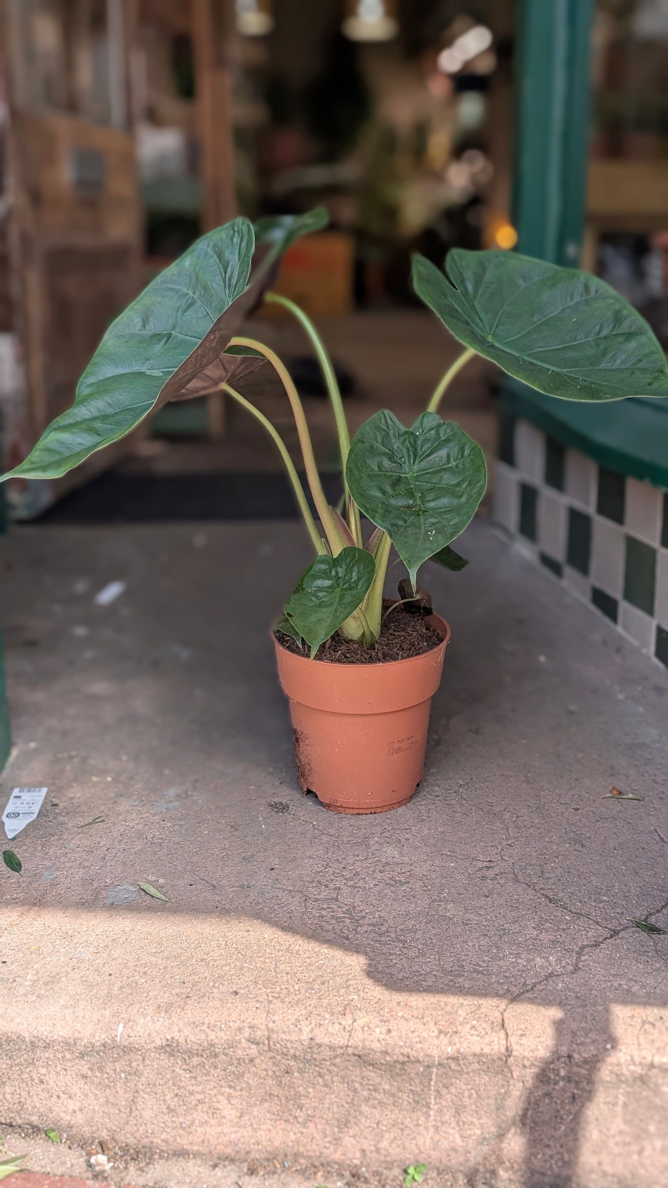 Alocasia wentii